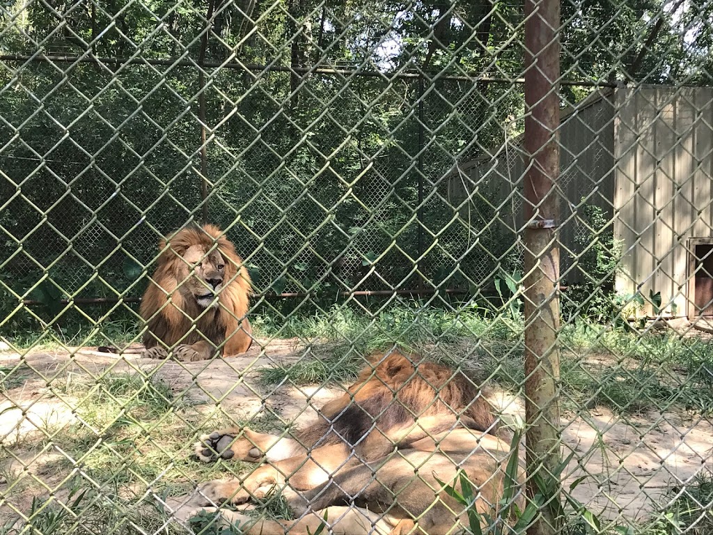 Please Do Not Water The Lions